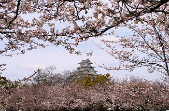 siro-sakura.jpg